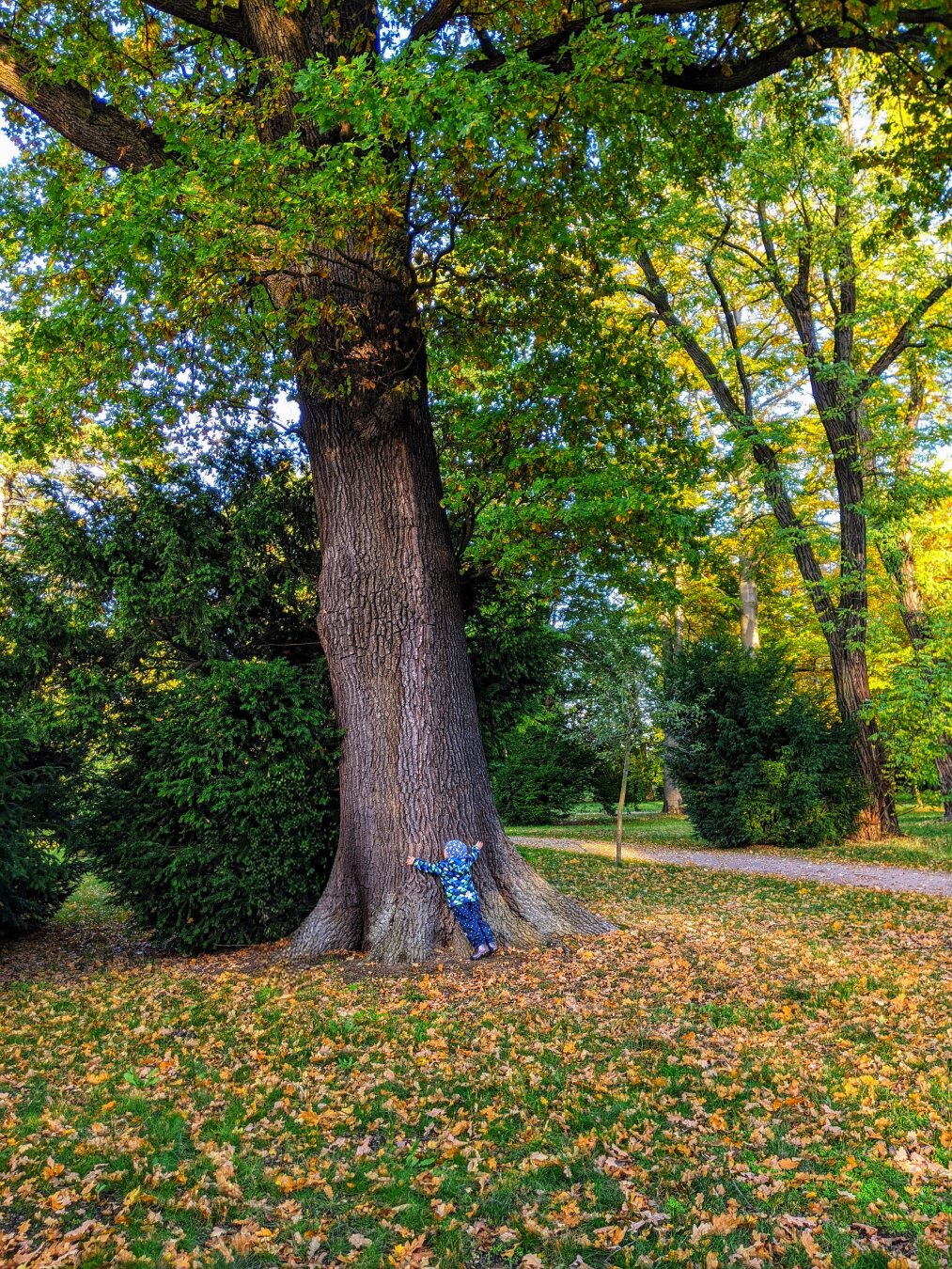 A serene autumnal park scene, featuring a large, mature tree with a thick trunk and expansive canopy of green and yellow leaves. The ground is covered with a carpet of fallen leaves in shades of brown, orange, and green. A child, dressed in a blue outfit, stands at the base of the tree, appearing to hug or touch the trunk. The background showcases a variety of trees and shrubs, with a pathway visible in the distance, adding to the peaceful and natural atmosphere of the park.
