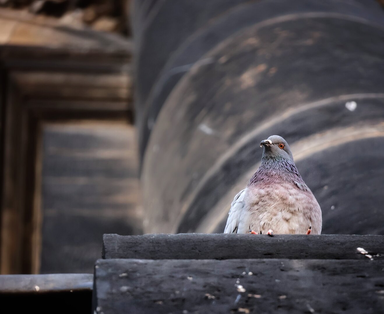 A pigeon perches on the edge of the metal roof of the Dreikönigskirche spire in Dresden. The bird faces the camera, with its feathers ruffled slightly by the wind. The background features a blurred view of the church’s architectural curves.