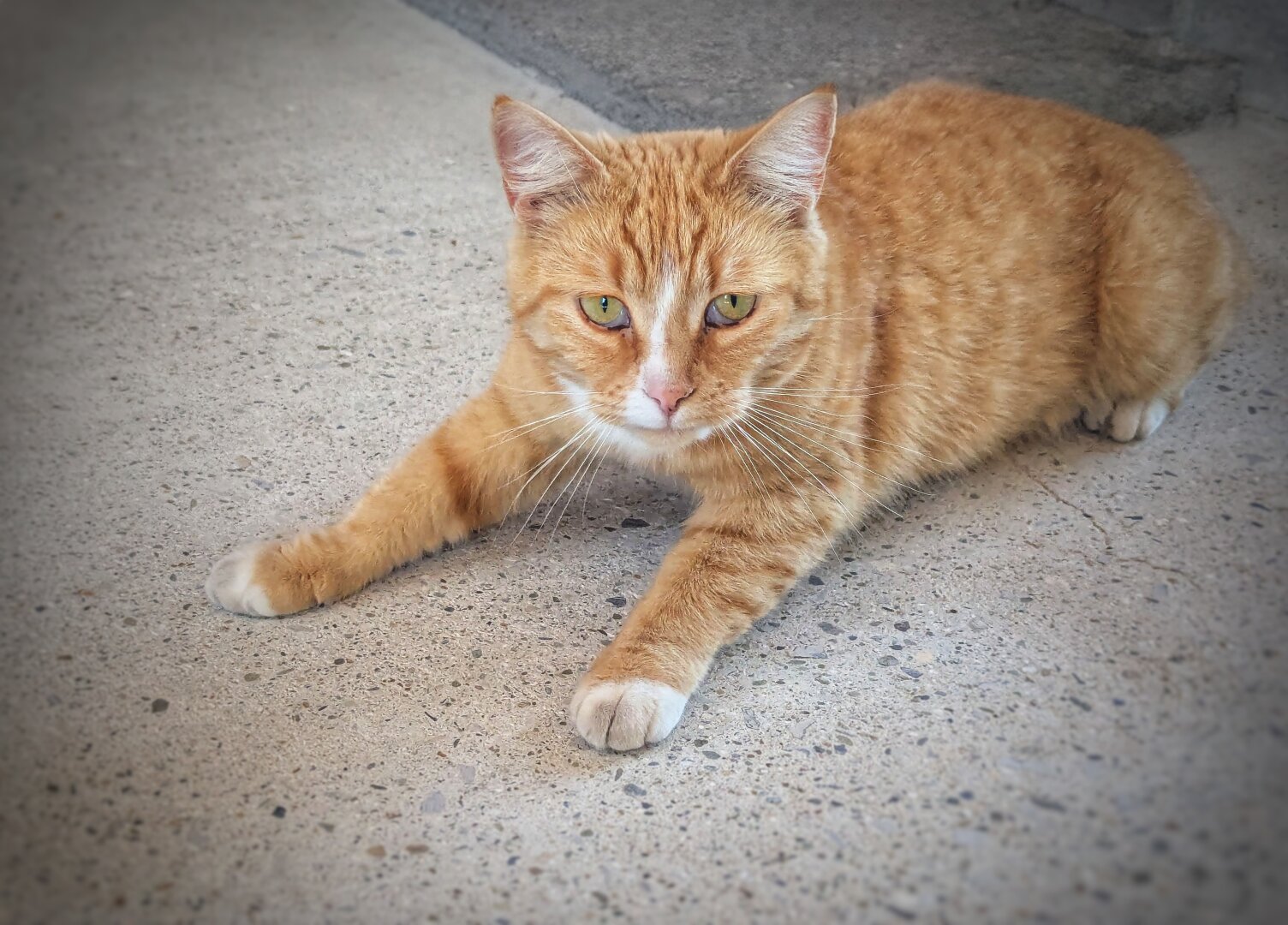 A ginger tabby cat lies stretched out on a textured concrete surface, its body relaxed and elongated. The cat’s fur is a warm orange with faint stripes, and its front paws are neatly extended forward. Its piercing green eyes gaze directly at the camera, and its ears are alert and upright. The background is a plain, slightly shadowed concrete floor, which contrasts with the cat’s vibrant fur colour.