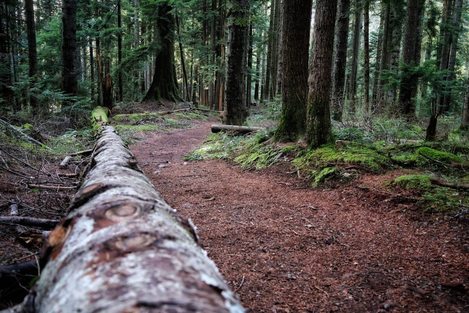 A fallen tree trunk lies next to an earthen forest path, its rough, weathered bark prominent in the foreground. Tall evergreen and deciduous trees with moss-covered trunks tower overhead. The forest floor is carpeted with green moss, pine needles, and small plants. The path extends into the dense, shaded woodland.