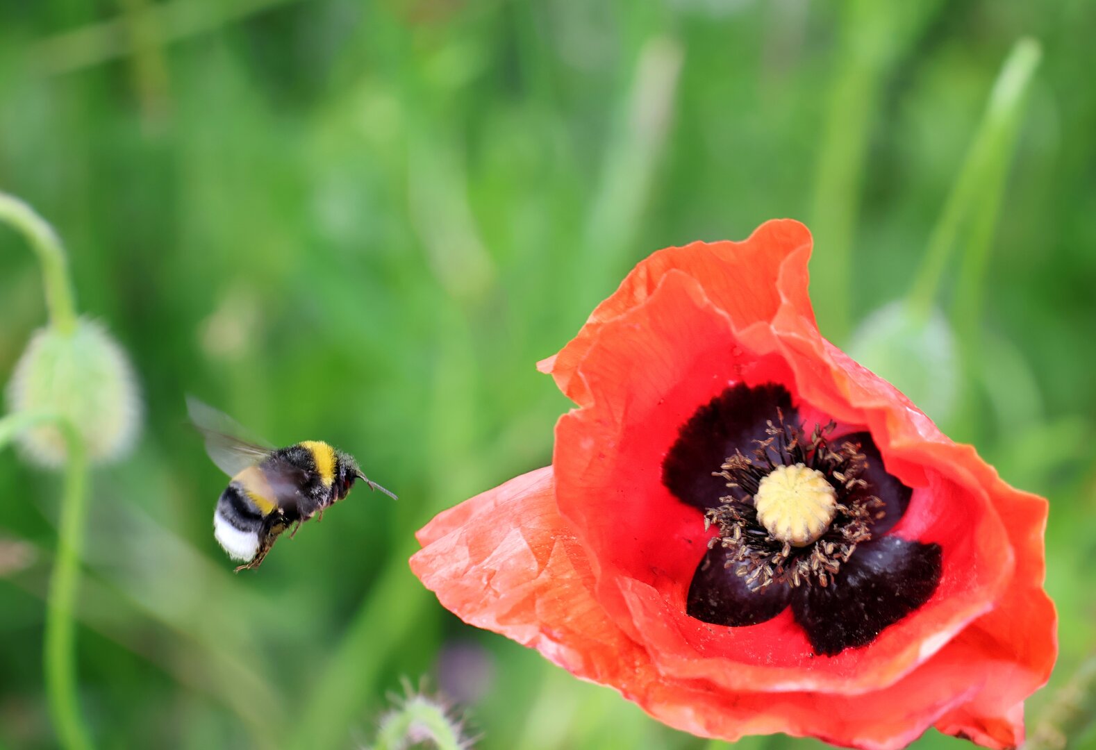 A black-and-yellow striped bumblebee with a white tail flies towards a vibrant red poppy flower with a dark centre. The poppy’s delicate, crumpled petals frame its visible stamen. In the softly blurred background, green grass and other wildflowers create a natural meadow setting.