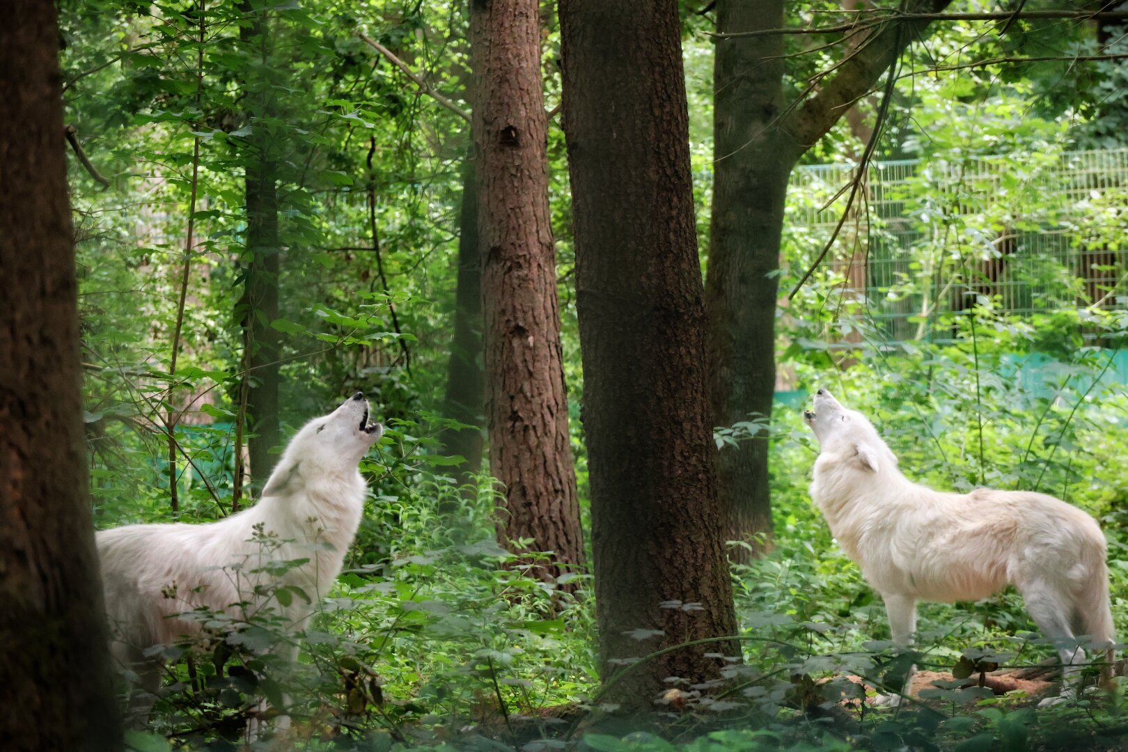 Two white wolves howling in a wooded enclosure. The wolf on the left, surrounded by greenery and tall trees, faces right with its mouth open. The wolf on the right faces left and howls. Dense green foliage and tree trunks fill the scene, with a wire fence visible in the background.