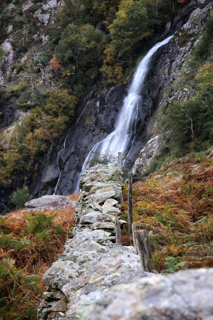 A view of Aber Falls in Wales, featuring a powerful waterfall cascading in multiple tiers down a steep, moss-covered rocky cliff face. The water crashes over the rocks, creating foamy white cascades. The falls are surrounded by lush woodland, with dense green trees and shrubs clinging to the rocky slopes. In the foreground, a rustic stone wall made of rough, weathered stones runs diagonally across the scene, bordered by autumnal ferns, bracken, and grasses in warm shades of orange, brown, and gold. The flowing water creates a misty, dynamic focal point.