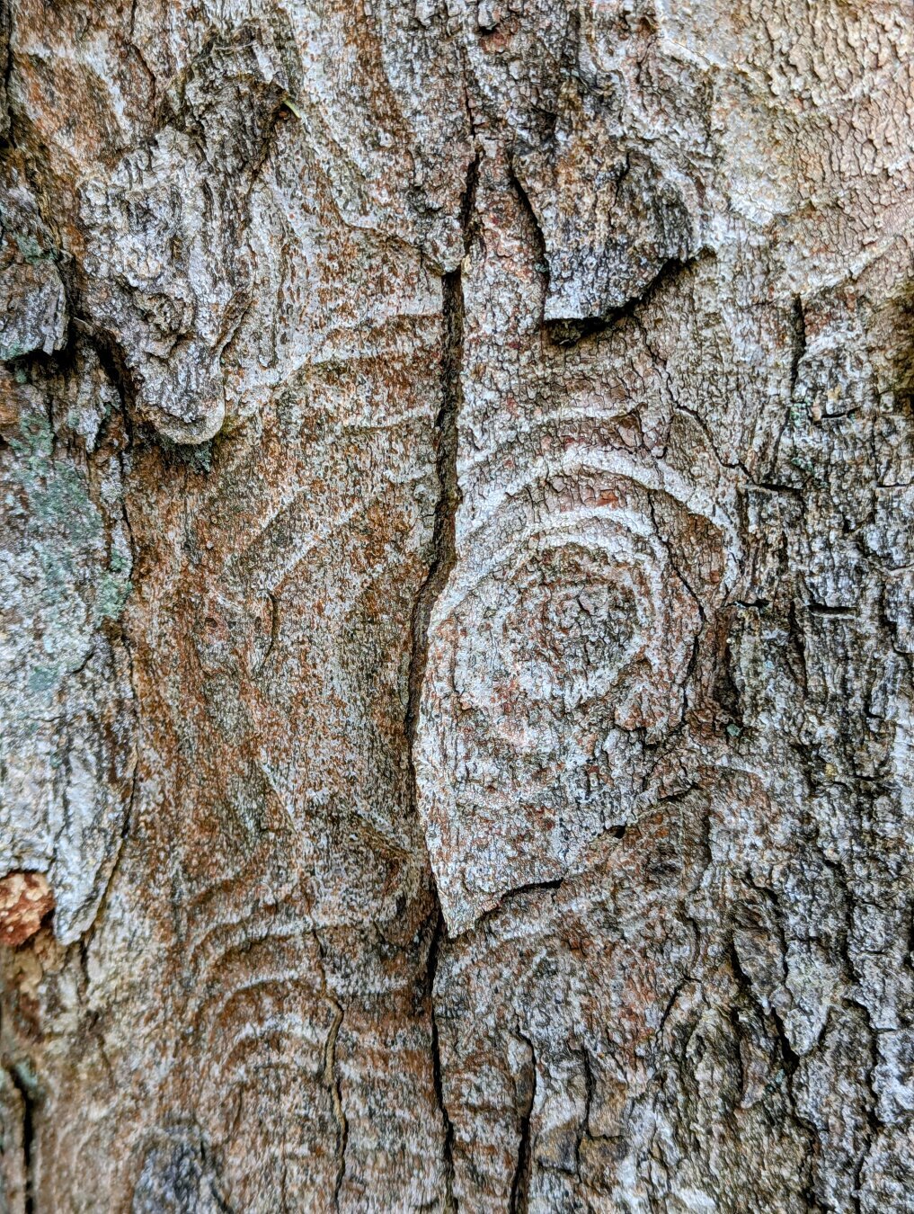 A close-up shot showcases the textured surface of tree bark. The bark displays a range of grey and light brown hues, with deep vertical fissures running through it. Concentric, swirling patterns are visible, suggesting the growth rings beneath the surface. The texture is rough and uneven, with small flakes and ridges adding to its complexity.