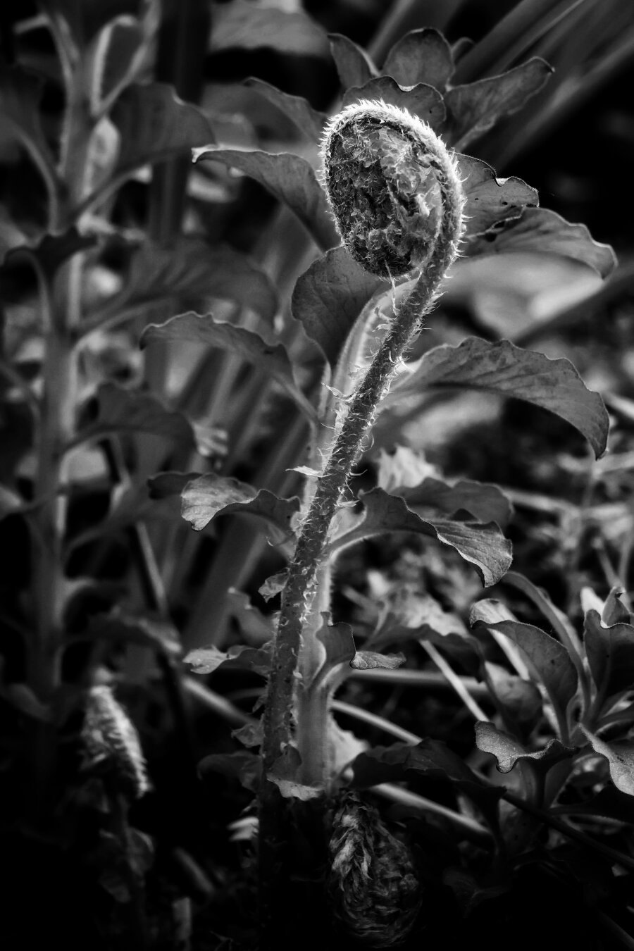 A black-and-white photograph of a tightly coiled, unfurling fern frond in sharp focus, its fuzzy texture and spiral shape centrally highlighted. Surrounding it, dense, soft-focus foliage with large, textured leaves creates a layered, natural backdrop.