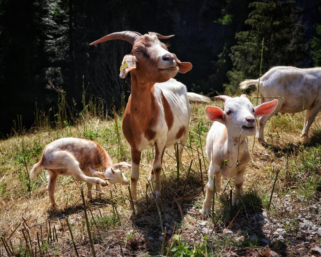 Two adult goats and two kids in a sunlit hillside meadow. A brown-and-white nanny goat with large, curved horns and a yellow ear tag stands prominently in the centre, facing the camera. To its right, a light-coloured kid chews on grass stalks, while to the left, another kid scratches its head with a hind leg. In the background, a second adult goat is partly visible near evergreen trees, with dry grass, patches of greenery, and rocky ground completing the scene.