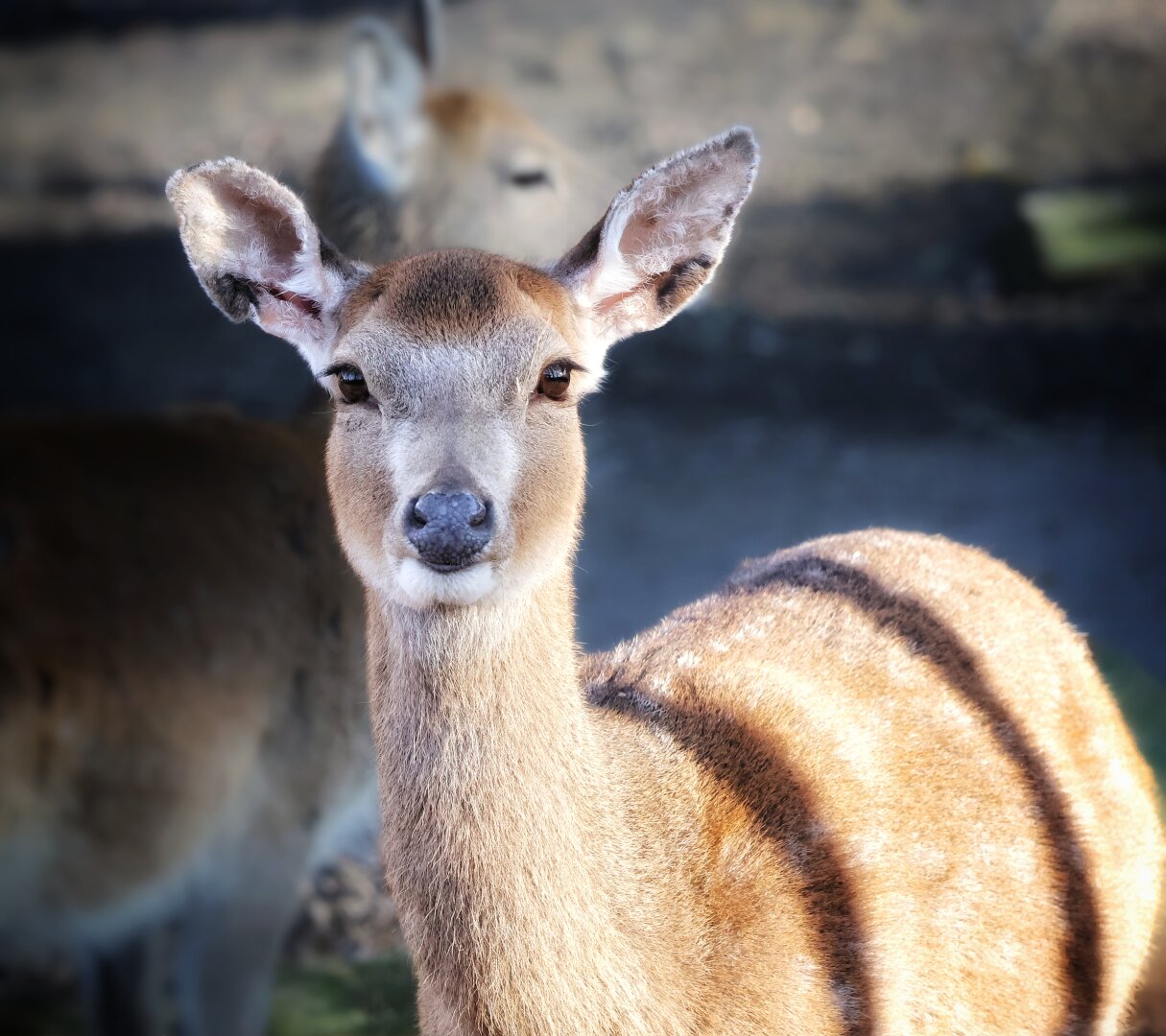 A Sika deer (Cervus nippon) standing alert in a natural, wooded environment. The deer has a light tan to brown coat, with shadows creating darker areas along its back and sides. Its large upright ears with white interiors form a distinctive Y-shape with its head. Its slender neck, small dark nose, dark, expressive eyes, and delicate facial features are clearly visible as it faces the camera directly with an attentive, slightly curious expression. The deer’s smooth, short fur has a healthy sheen under the dappled sunlight filtering through the tree canopy. In the softly blurred background, other deer can be seen among the trees and foliage, suggesting a herd in their natural habitat.