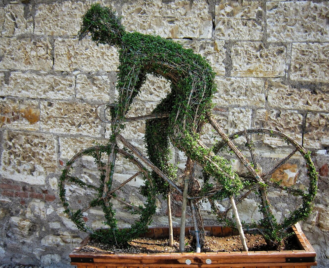 A topiary sculpture of a cyclist riding a bicycle, crafted from dense green foliage. The figure leans forward as if cycling down a gentle slope, with the bicycle’s wheels and frame clearly defined. Displayed against a rough, light-coloured stone wall in a rectangular wooden planter.