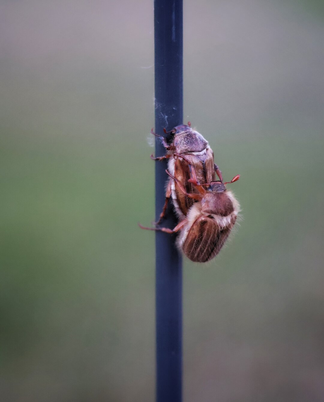 Two June beetles (Amphimallon solstitiale) mating on a vertical dark fence pole in a natural outdoor setting. The upper beetle has a brown, textured shell with lighter markings, and red-brown legs and antennae. The lower beetle, positioned beneath the first, displays similar colouring and features. The blurred green background suggests surrounding foliage. The beetles’ hard elytra have a slightly shiny appearance under the natural light, and their segmented bodies show fine hairs on the undersides.