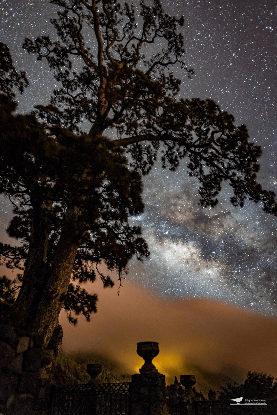 Pine tree and Milky way