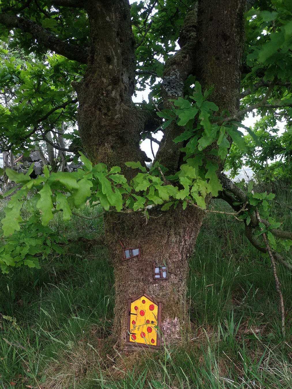 A picture of a tree.  There is a small yellow door and a couple of windows on the tree trunk.