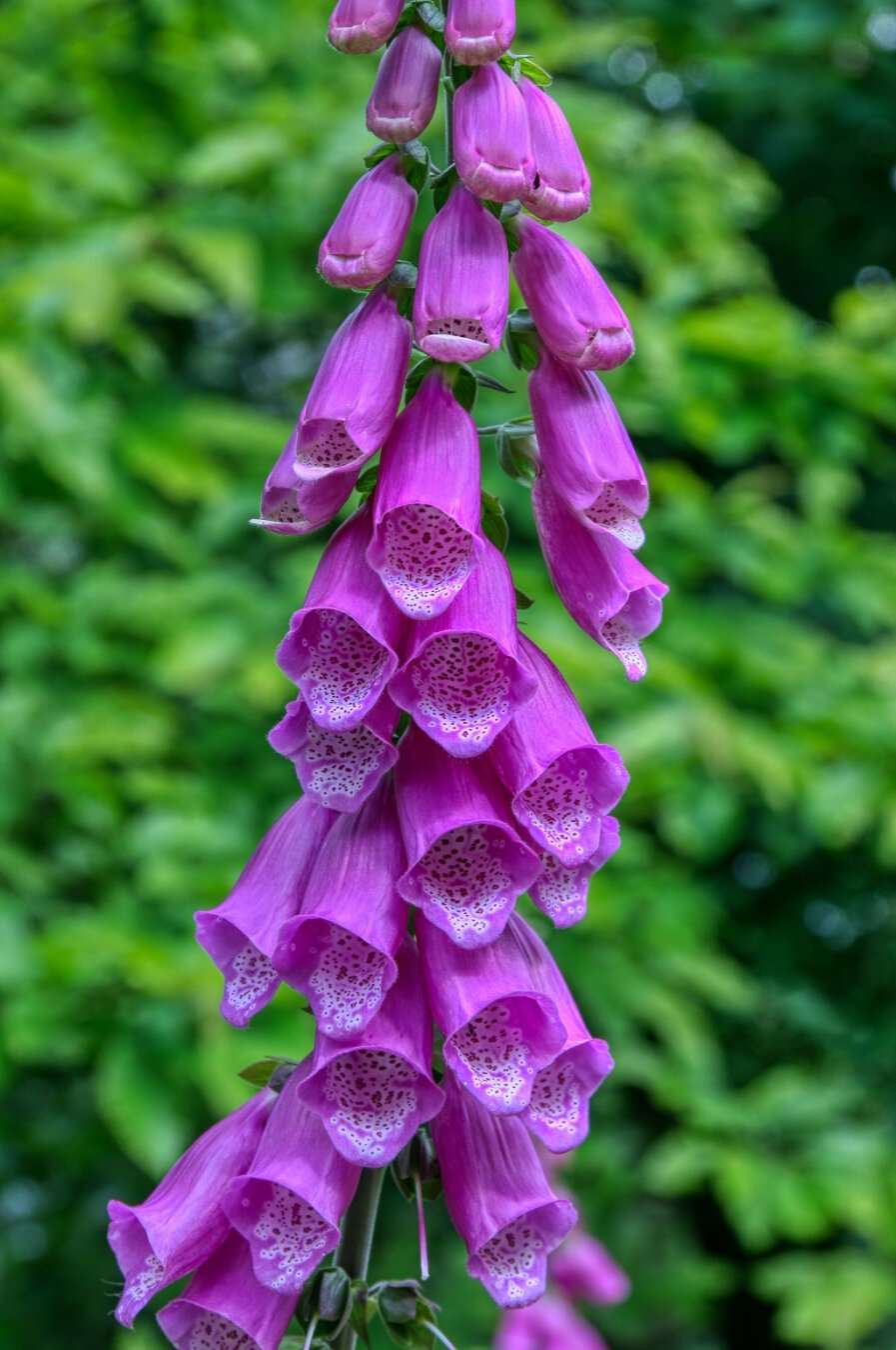 Foxgloves