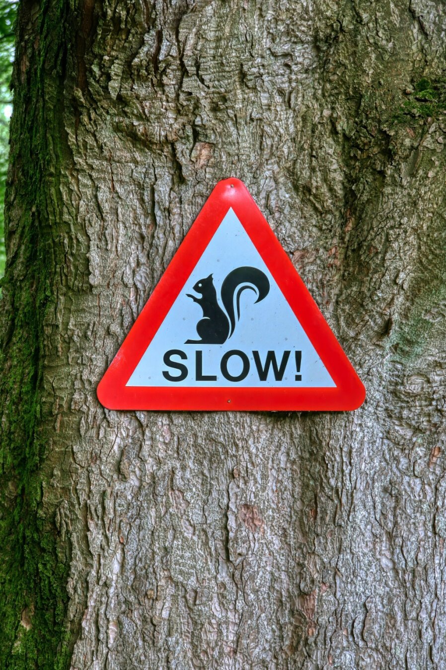 A red warning sign nailed to a tree trunk.  The sign shows a picture of a squirrel and the warning, SLOW!