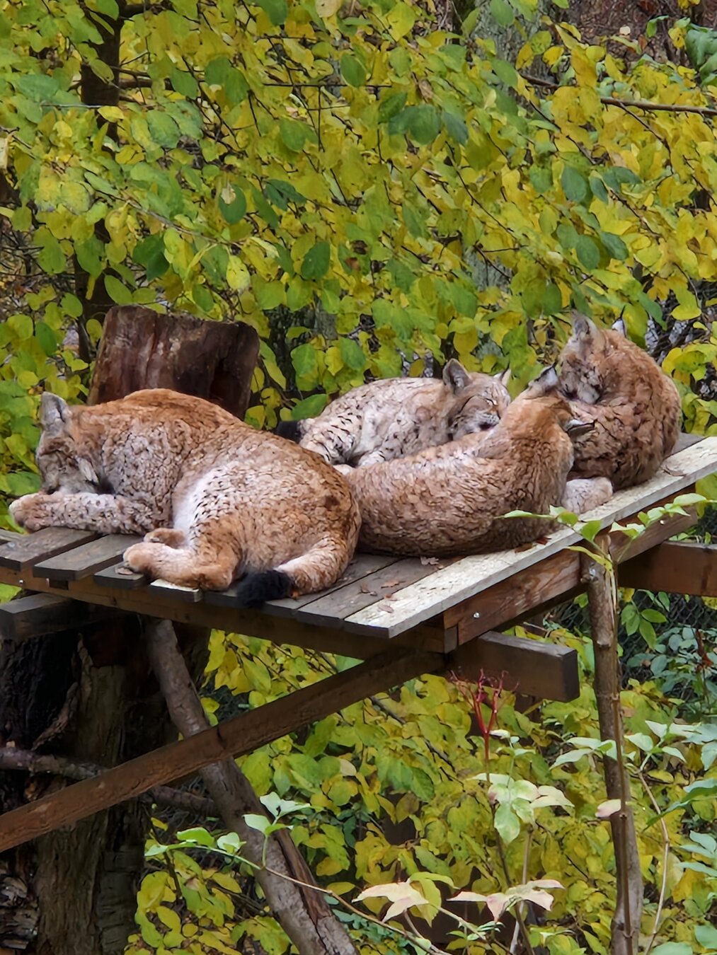 Four lynx cats grooming themselves on a wooden platform against a backdrop of foliage in green and yellow tones.