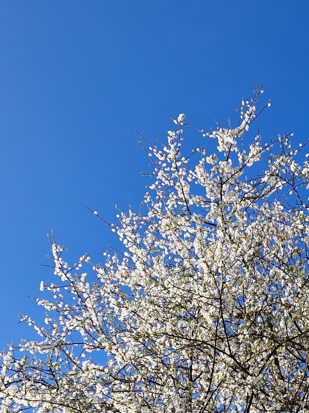 Part of a prunus tree displaying a cloud of white flowers against a blue sky.