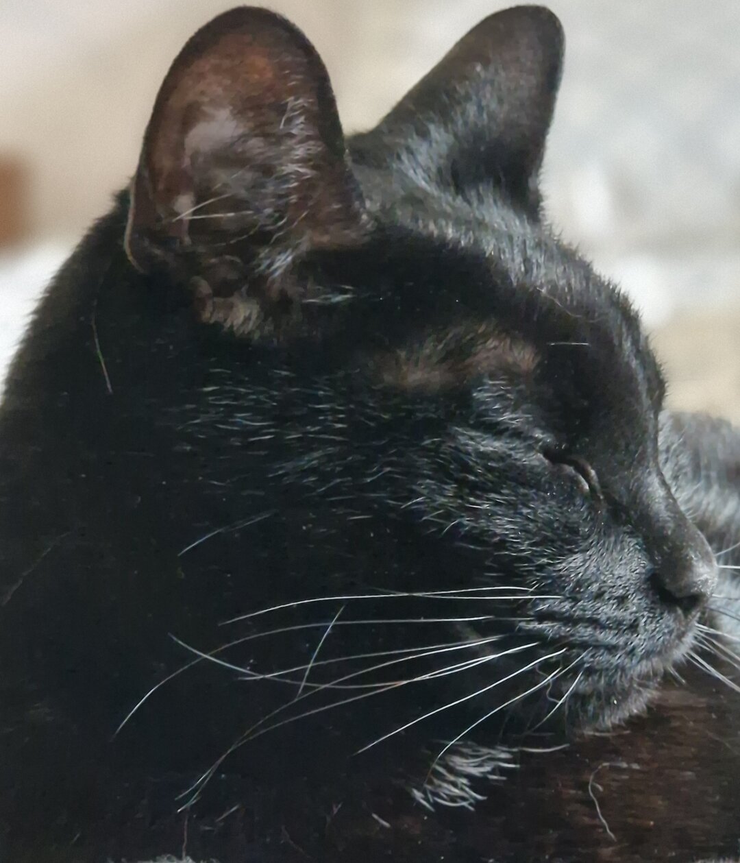 Profile of a mildly amused and somewhat annoyed black cat. There are a few white hairs among her whiskers and under her chin. Her eyes are closed, not from her being relaxed but from her wanting to be left alone now.