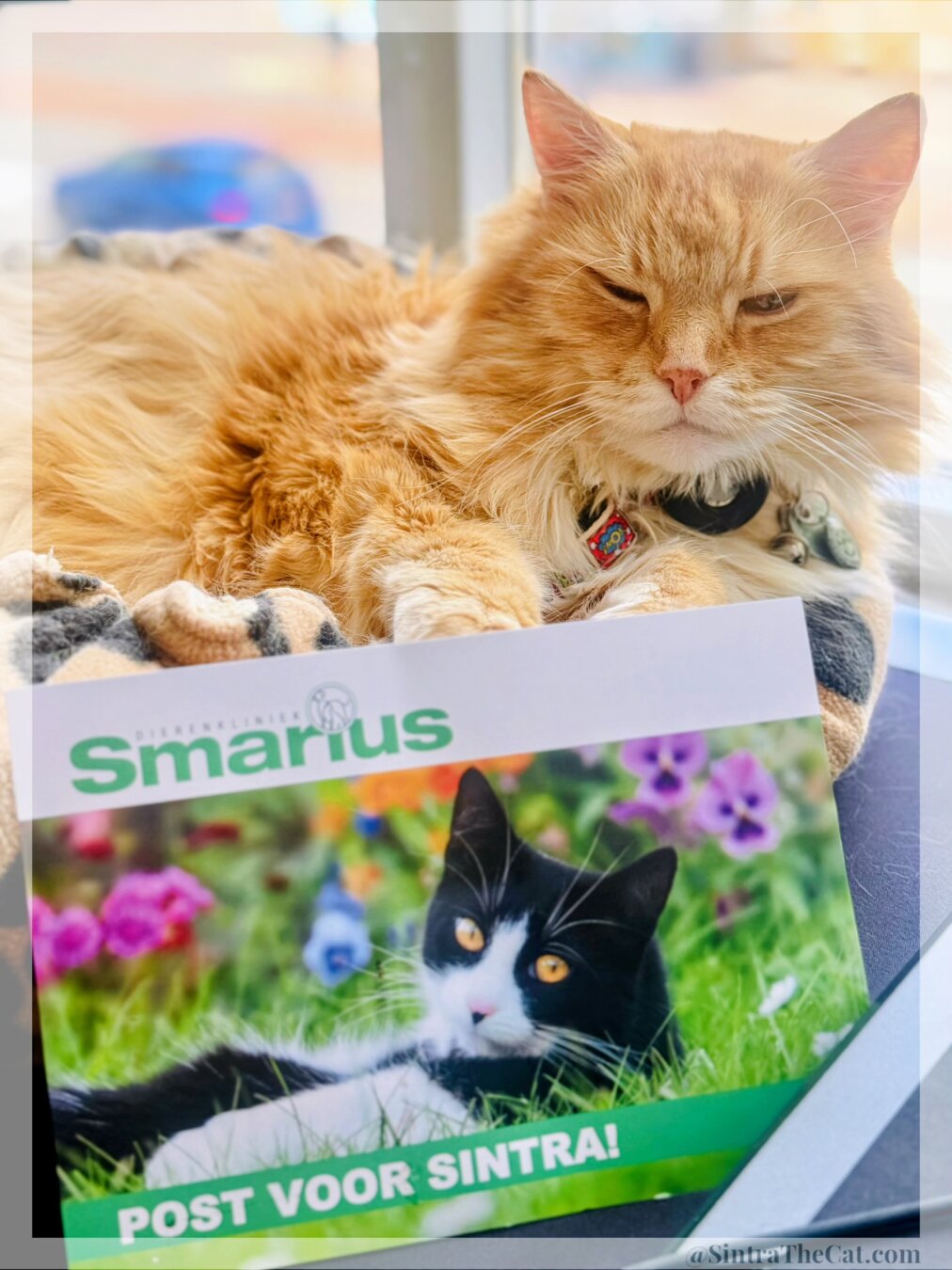 A ginger cat is lying on his cat bed looking not too happy i