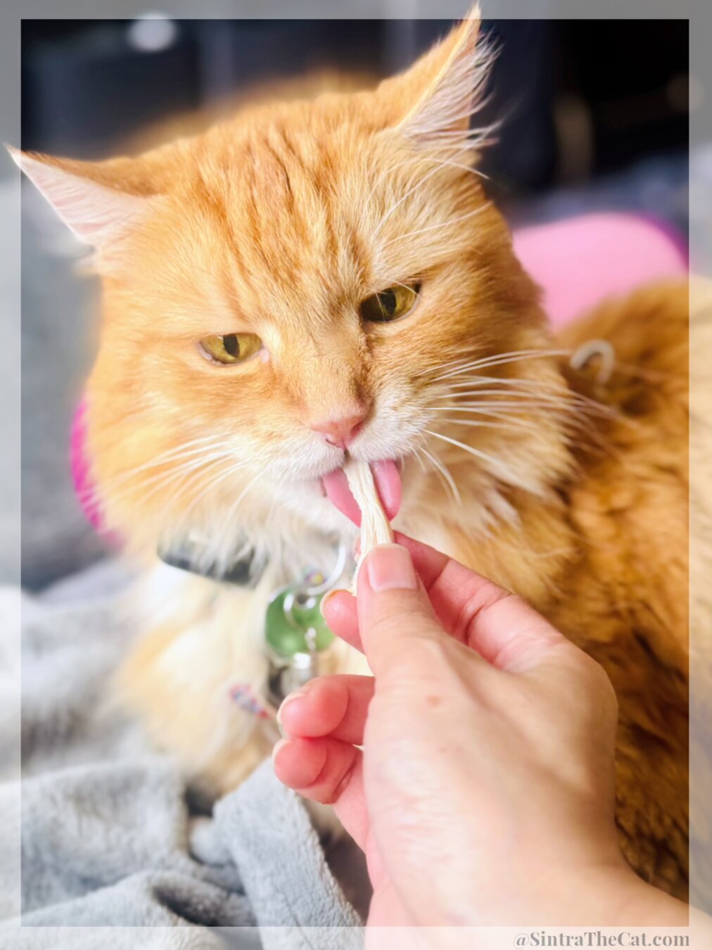 A ginger cat named Sintra the Cat is sticking out his tongue and eating a piece of chicken