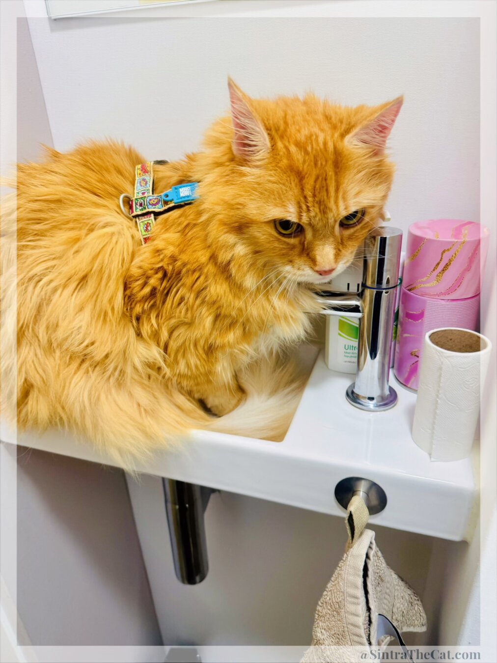 A ginger cat named Sintra the Cat is sitting on a wash basin.