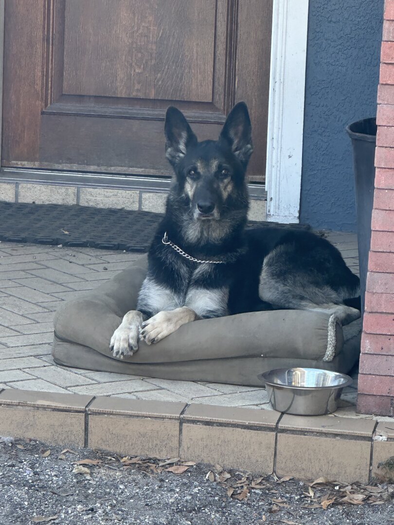 Beautiful Stella, a black and tan German shepherd, looking regally straight at the camera while on her bed on the front porch of the shop