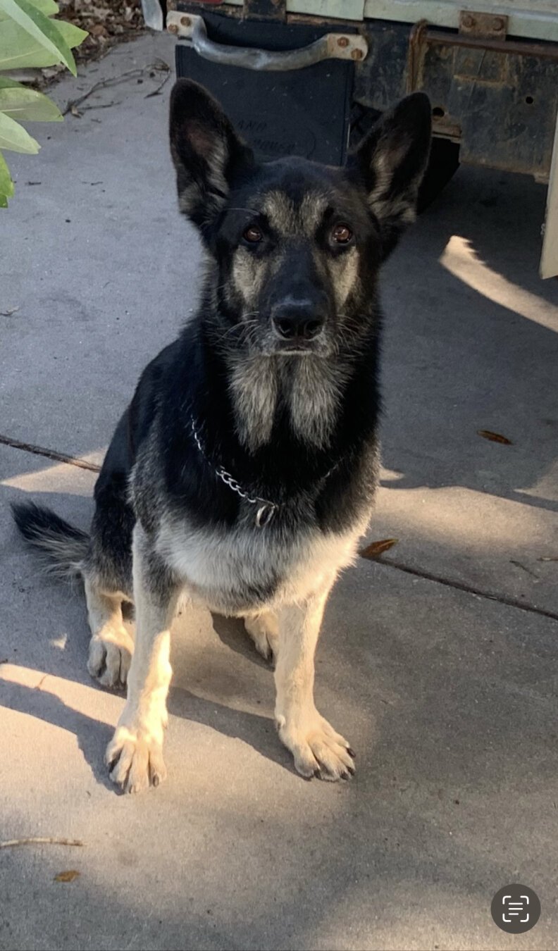 Black and tan German shepherd