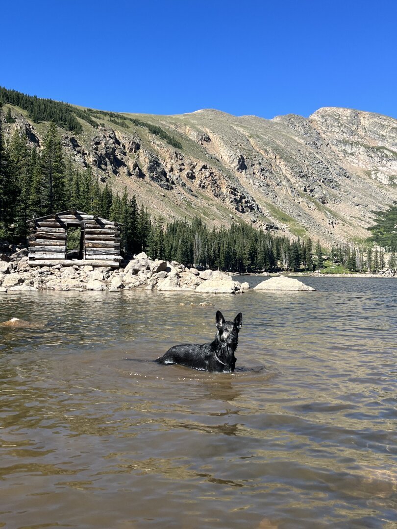 Stella in the river or lake in Colorado