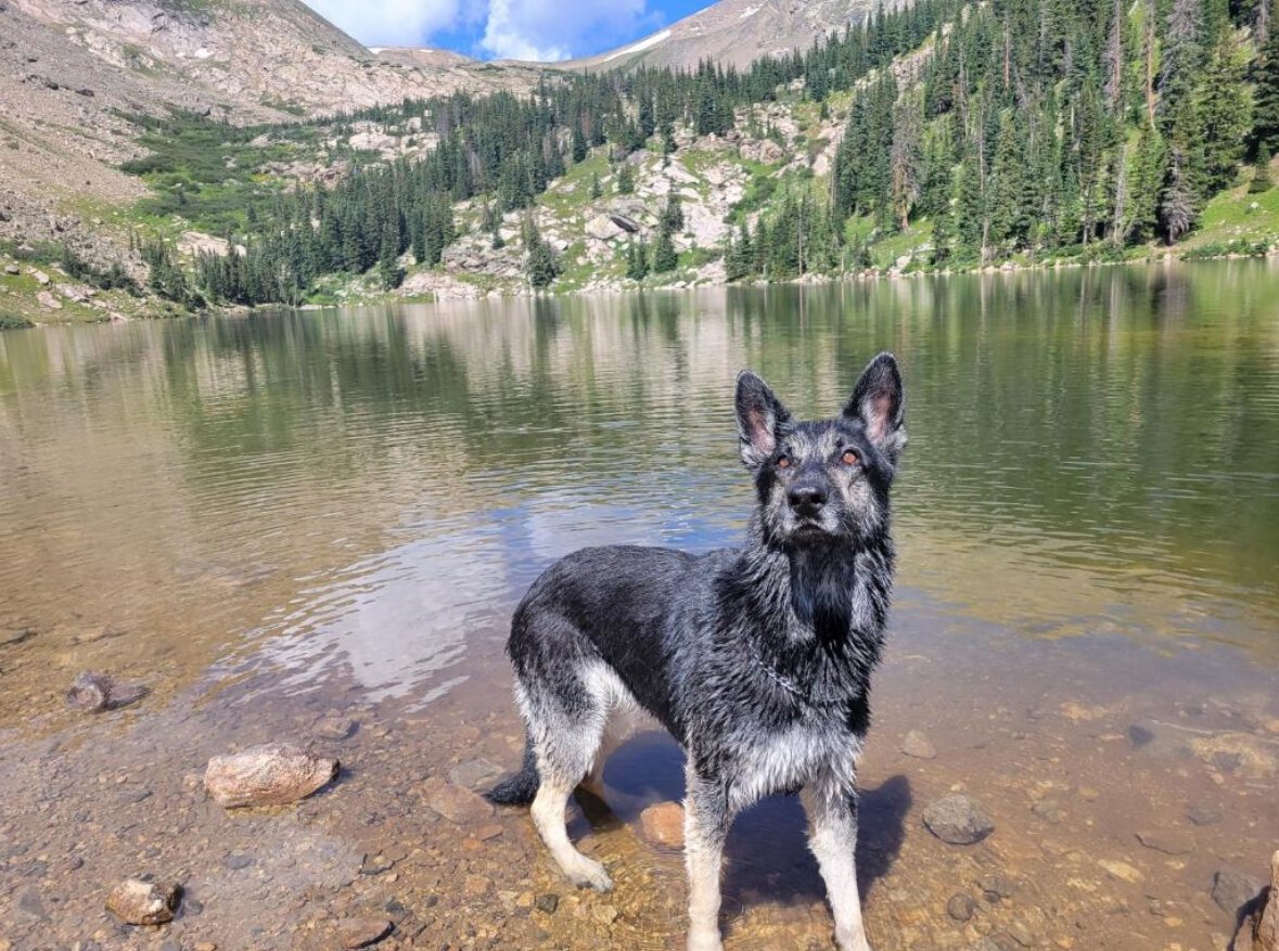 Stella on the banks of a river or lake in Colorado