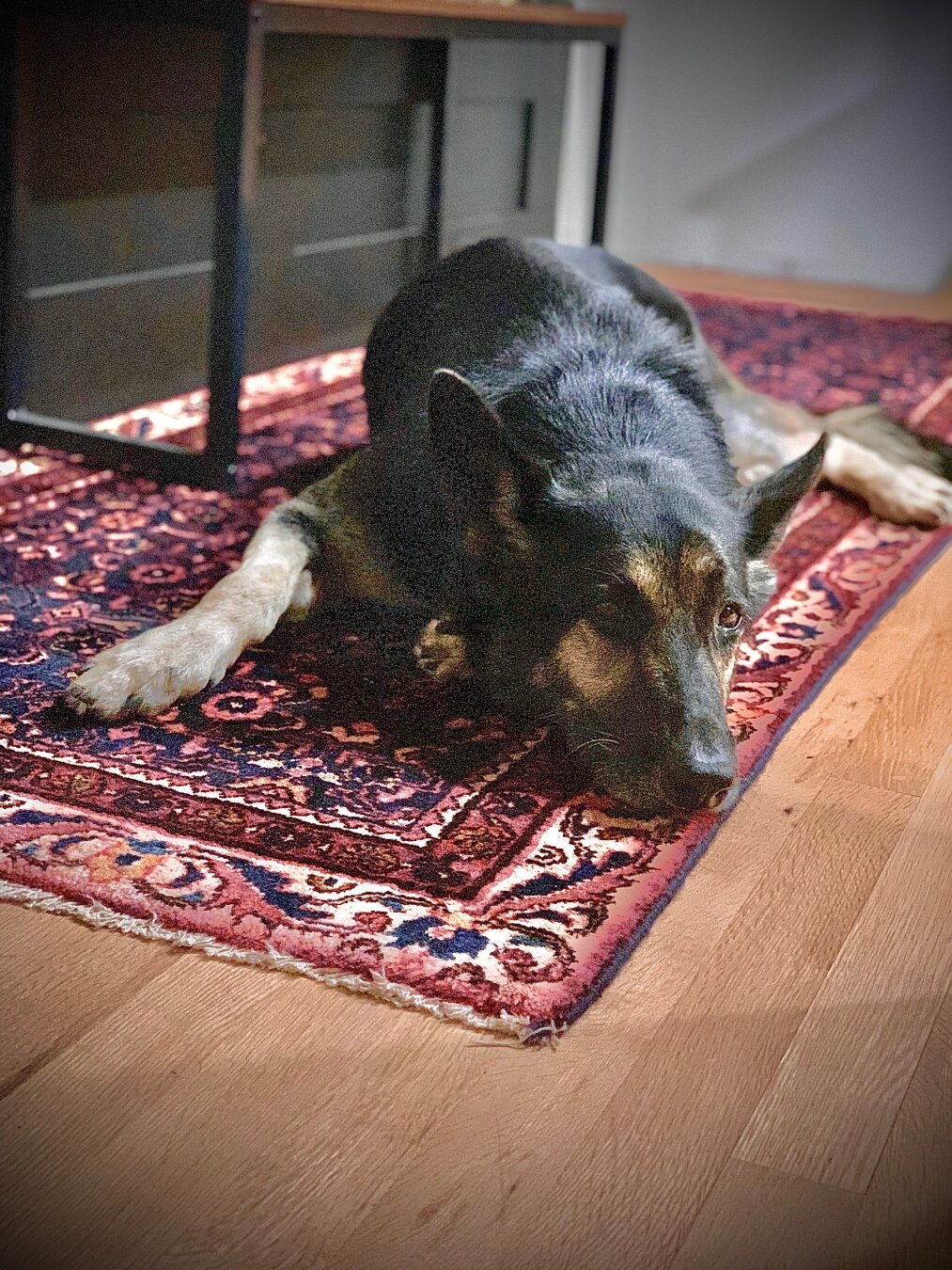Stella on a Persian rug, resting