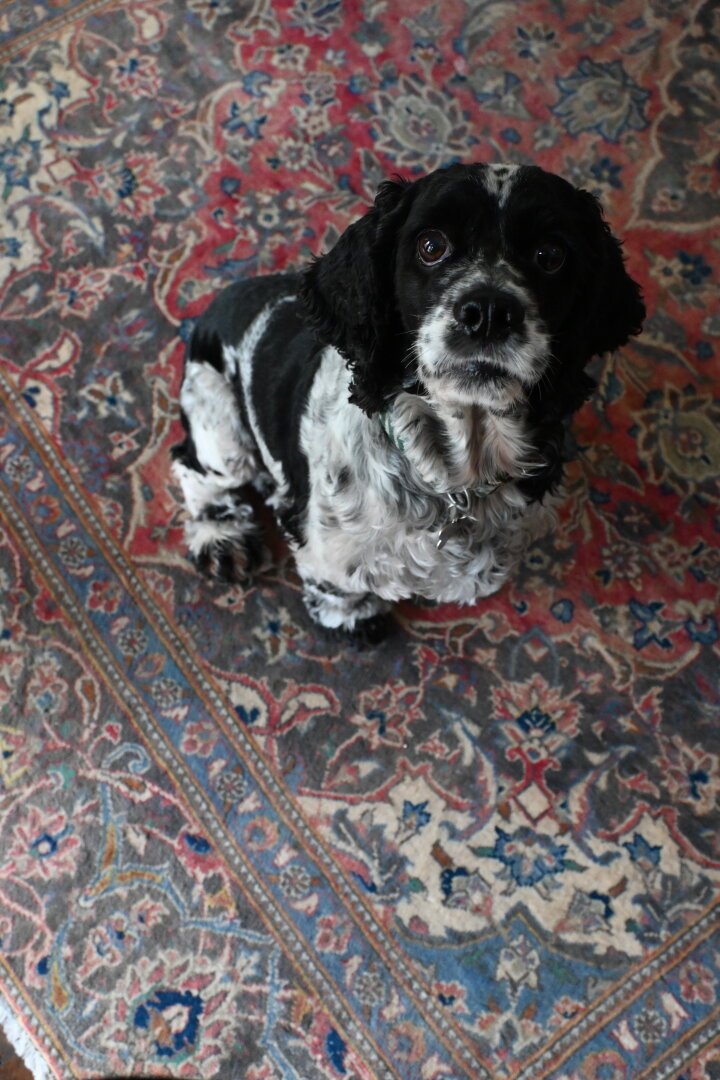 Chloe, a black and white cocker spaniel is looking up at the camera while sitting on a multi colored Persian rug