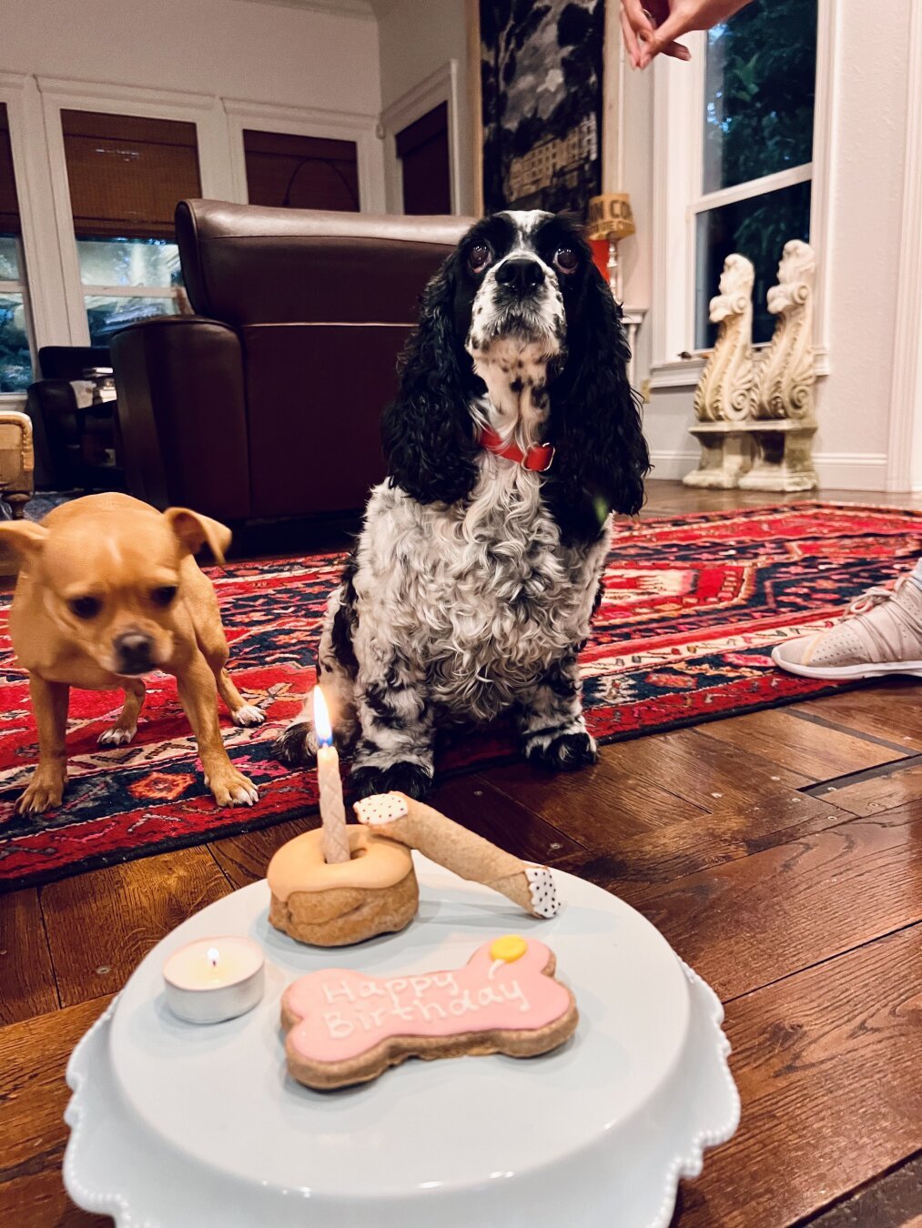 Black and white cocker spaniel in the background and a group of pet cookies and treats saying Happy Birthday in the foreground. A chihuahua/pug is looking at the treats from the left side