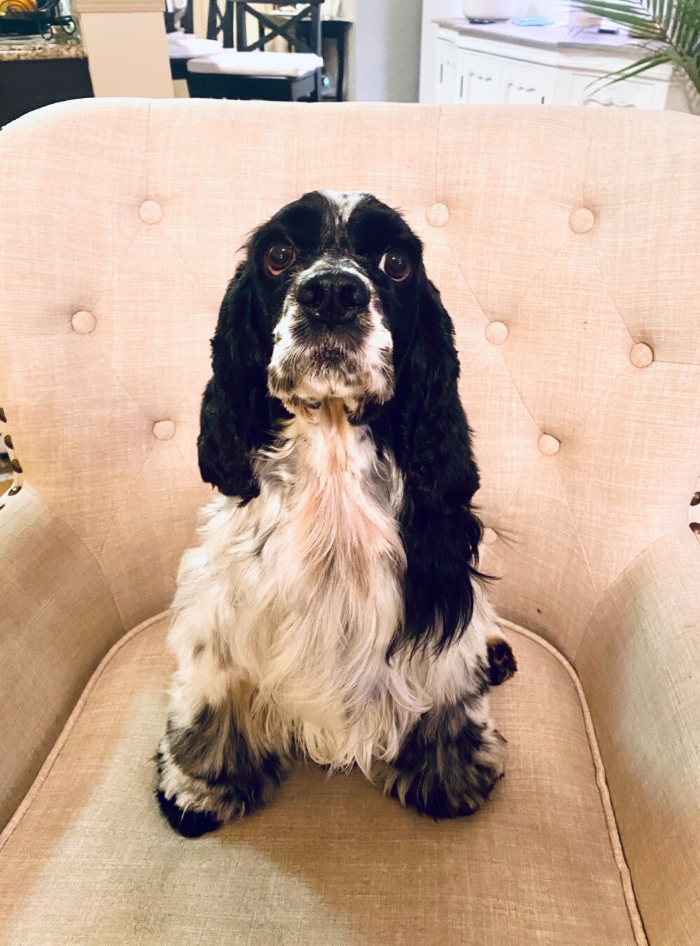 Chloe a black and white cocker spaniel sitting on a white tufted chair