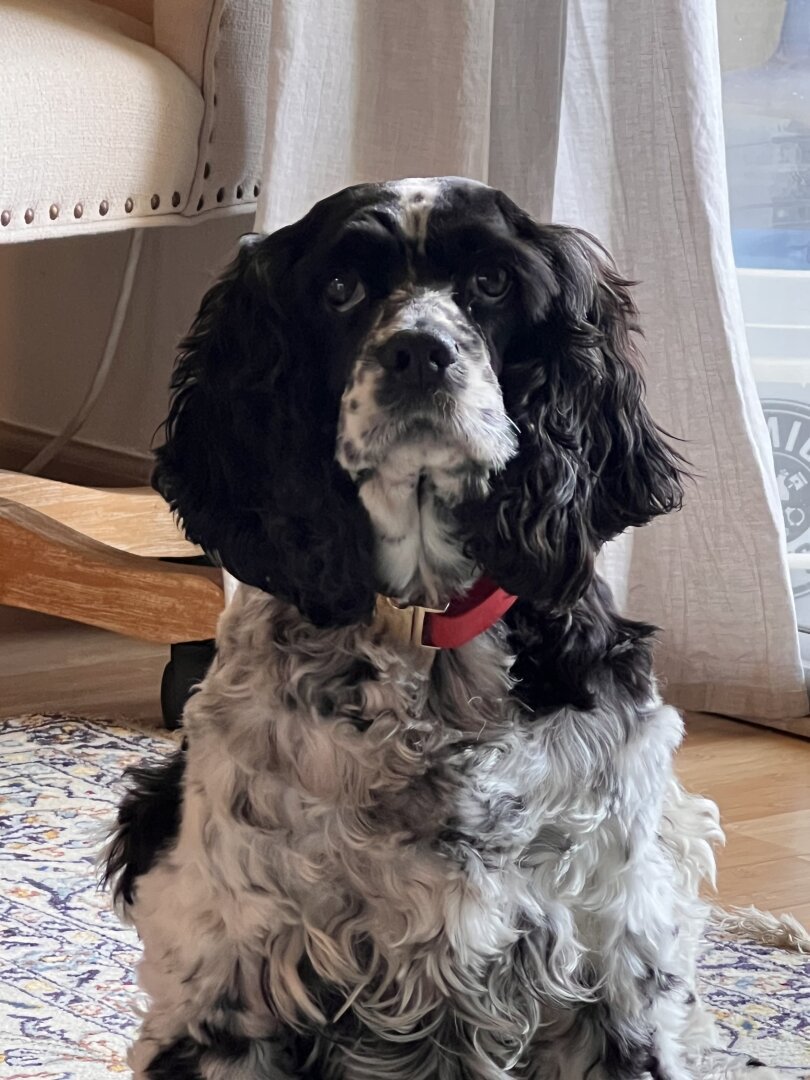 Closeup of Chloe the cocker spaniel looks straight at the camera