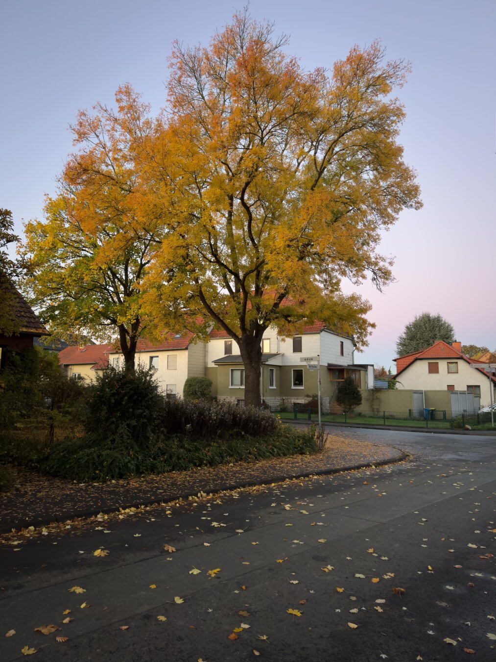 Eine lebendige Herbstszene mit einem großen Baum mit gelben Blättern neben einem Wohngebiet. Der Hintergrund umfasst zwei Häuser mit roten Dächern und umgestürzte Blätter bedecken die Straße, was auf eine ruhige Nachbarschaft im Herbst hindeutet. Der Himmel ist in weichen Farbtönen, was auf einen frühen Morgen oder