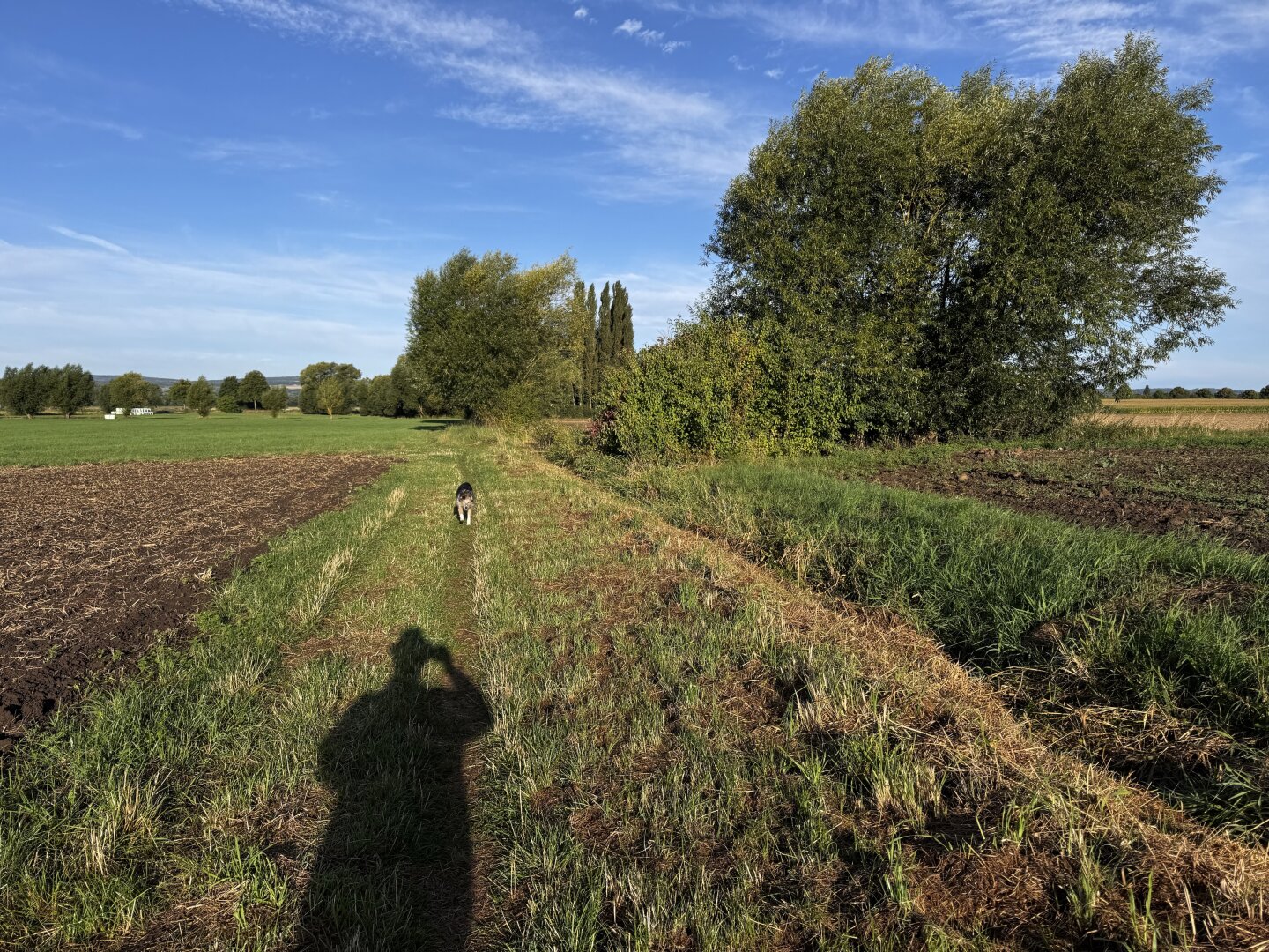 Eine malerische Landschaft, in der ein Hund unter strahlend blauem Himmel einen von Feldern und Bäumen gesäumten Weg entlangläuft. Im Vordergrund sind Schatten zu sehen, und die Gegend wirkt üppig und grün, mit einer Mischung aus kultivierter und wildwachsender Vegetation.