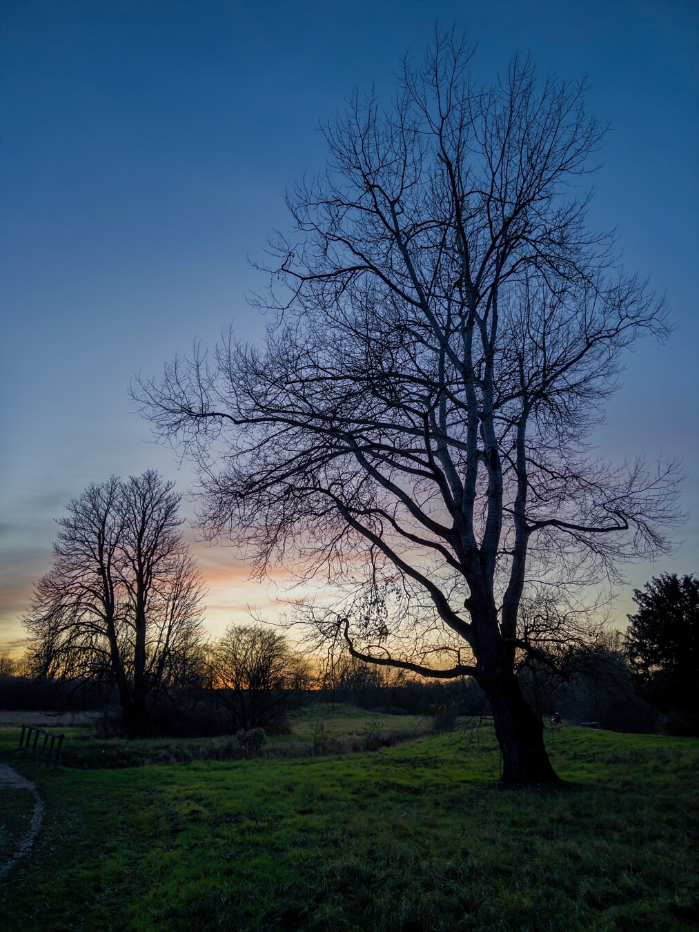 A silhouette of a bare tree stands against a twilight sky, with shades of blue and hints of orange near the horizon. The foreground features grassy terrain and a path, surrounded by trees in the background.