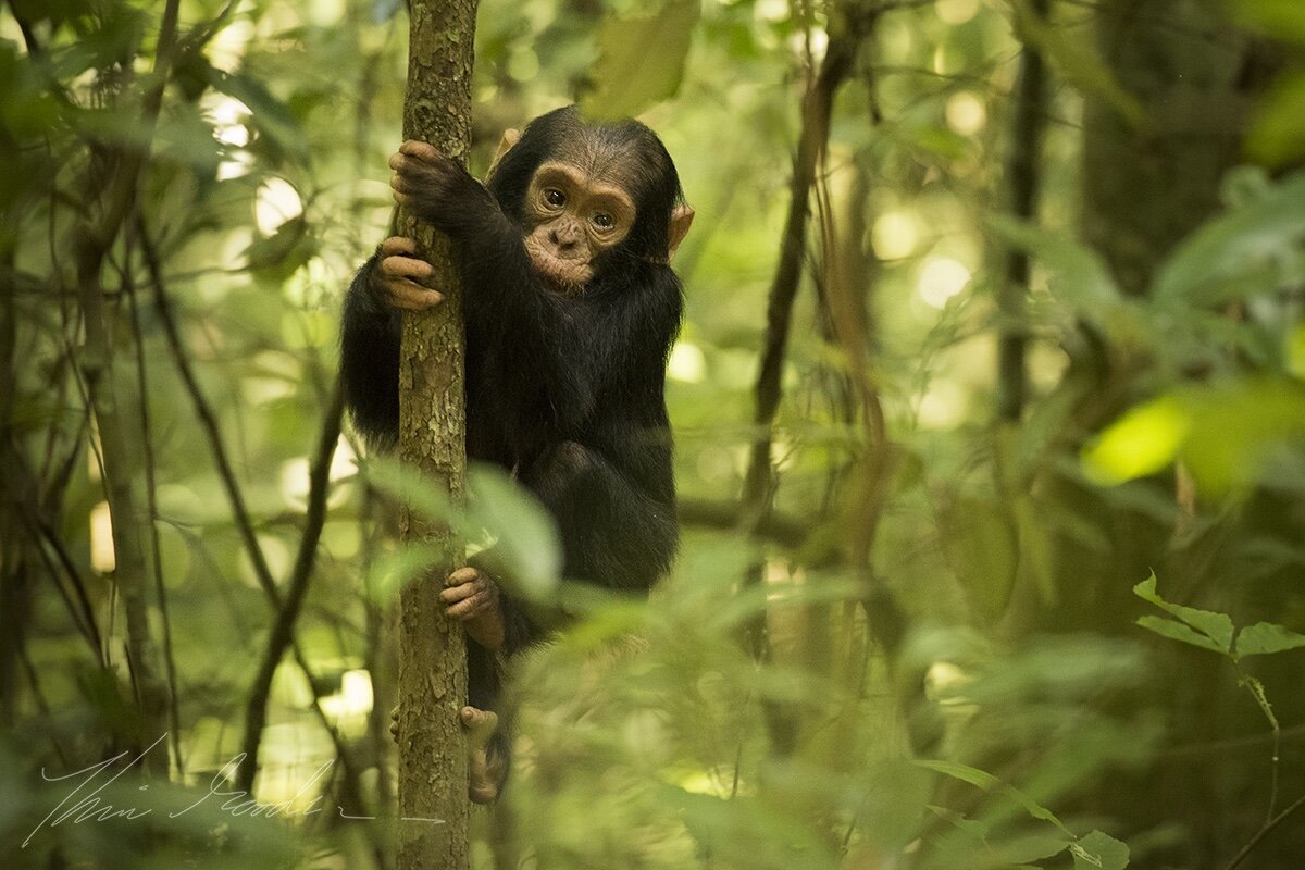 Young chimpanzee clinging to a small tree trunk in dense, leafy jungle, looking into the camera.