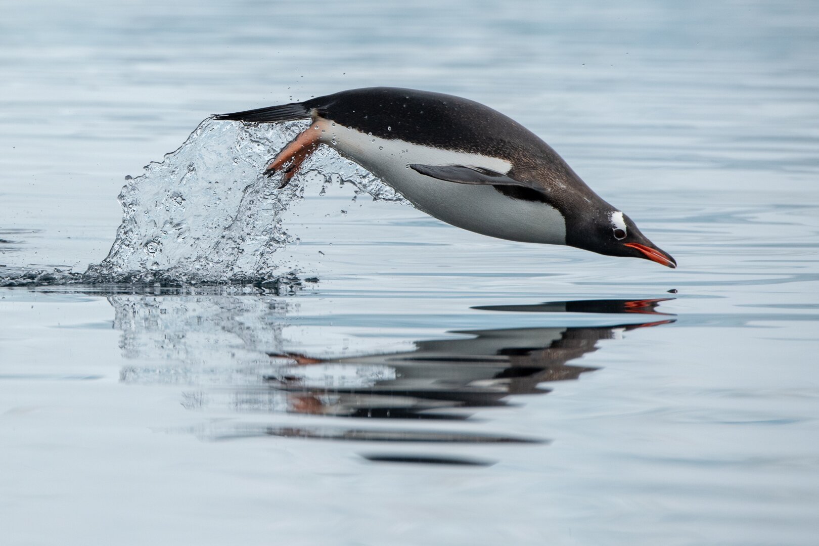 A gentoo penguin arches above the smooth surface of the water, trailing water behind its feet.