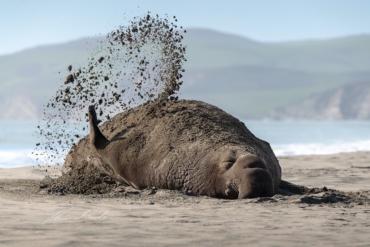 Northern elephant seal lying on a sunny beach flips an arc of sand over itself