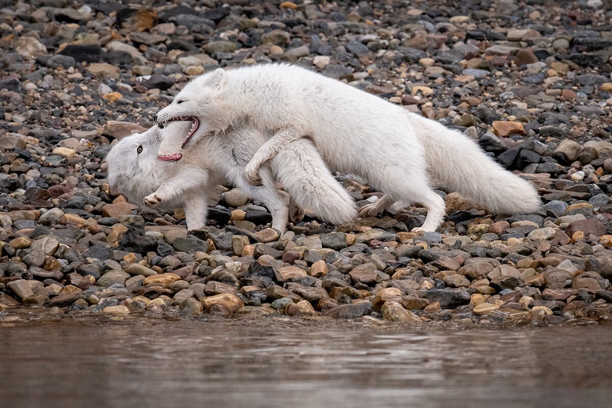 Two white Arctic foxes fight on a dark colored pebble beach with water in the foreground. The smaller fox cringes as the other looms above it.