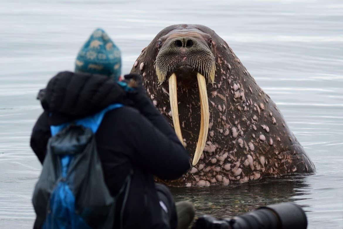 Me with my back to the camera, wearing a blue beanie and black jacket. In front of me, a massive walrus is emerging from the water.