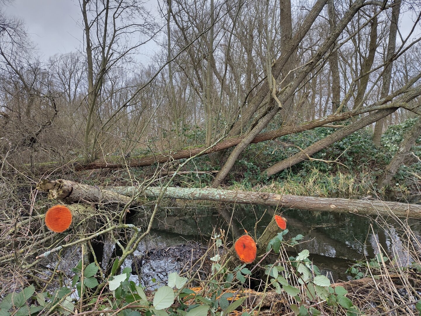 Tree logs crossing a small ditch adjacent to the Nieuwe Meer