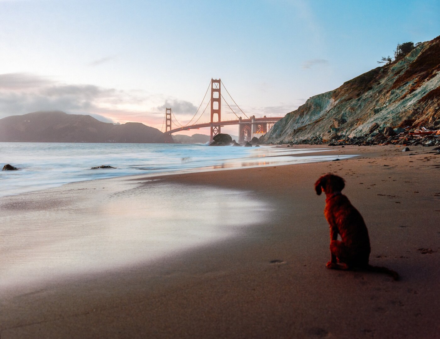 A dog sitting on a beach in front of the golden gate bridge taken on a film camera with Kodak film