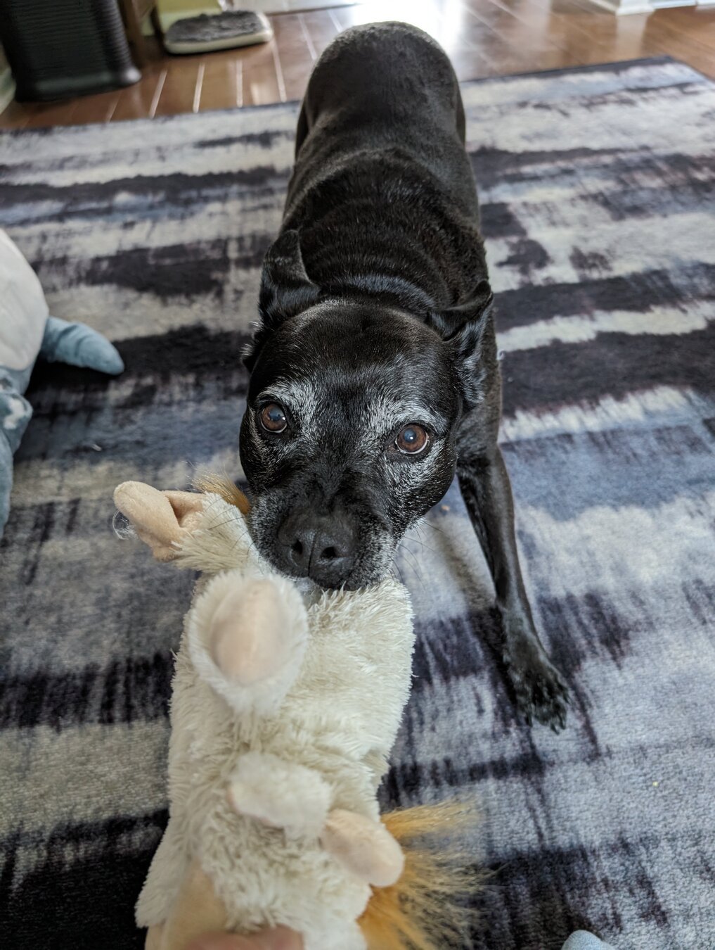 A pointy-eared black dog tugging on a plush toy while staring at the camera