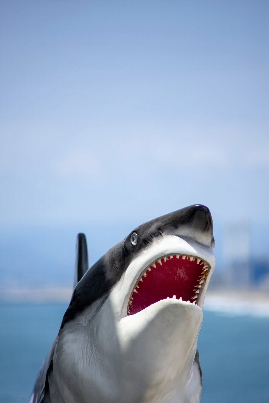 A statue - probably fiberglass - of a great white shark. The ocean and shoreline are out of focus behind it.