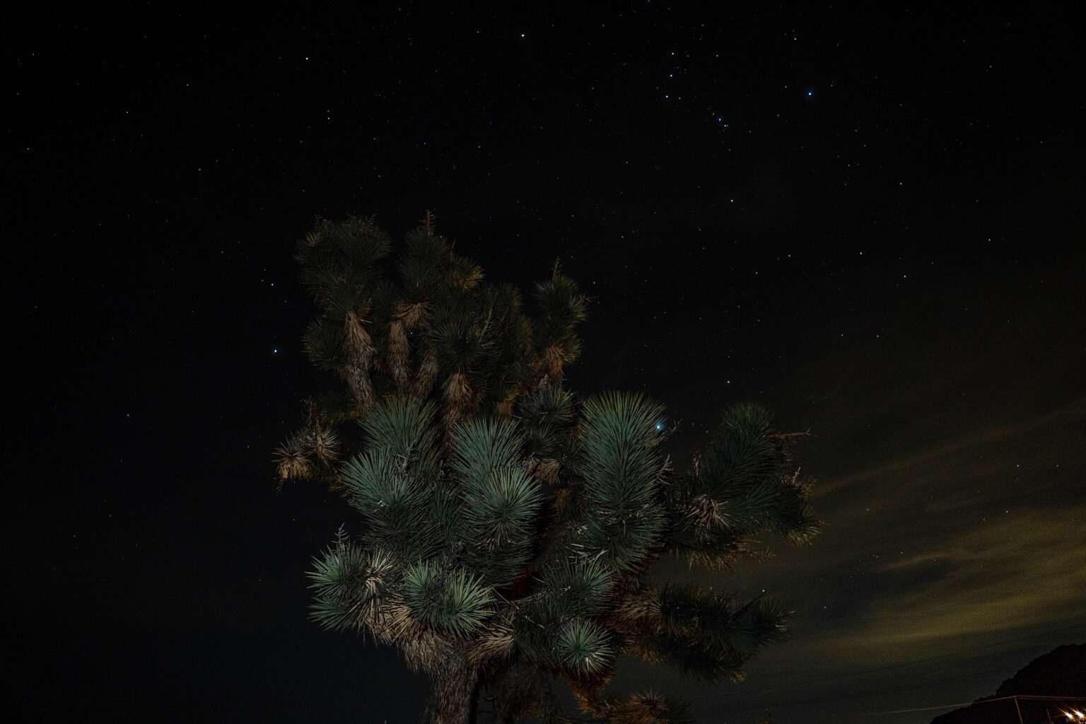 Night time shot. A long exposure. The top branches of a Joshua tree is in the center of frame with some artificial light from below. To the right are wispy clouds with a warm cast. The sky above is dotted with stars including the constellation of Orion.