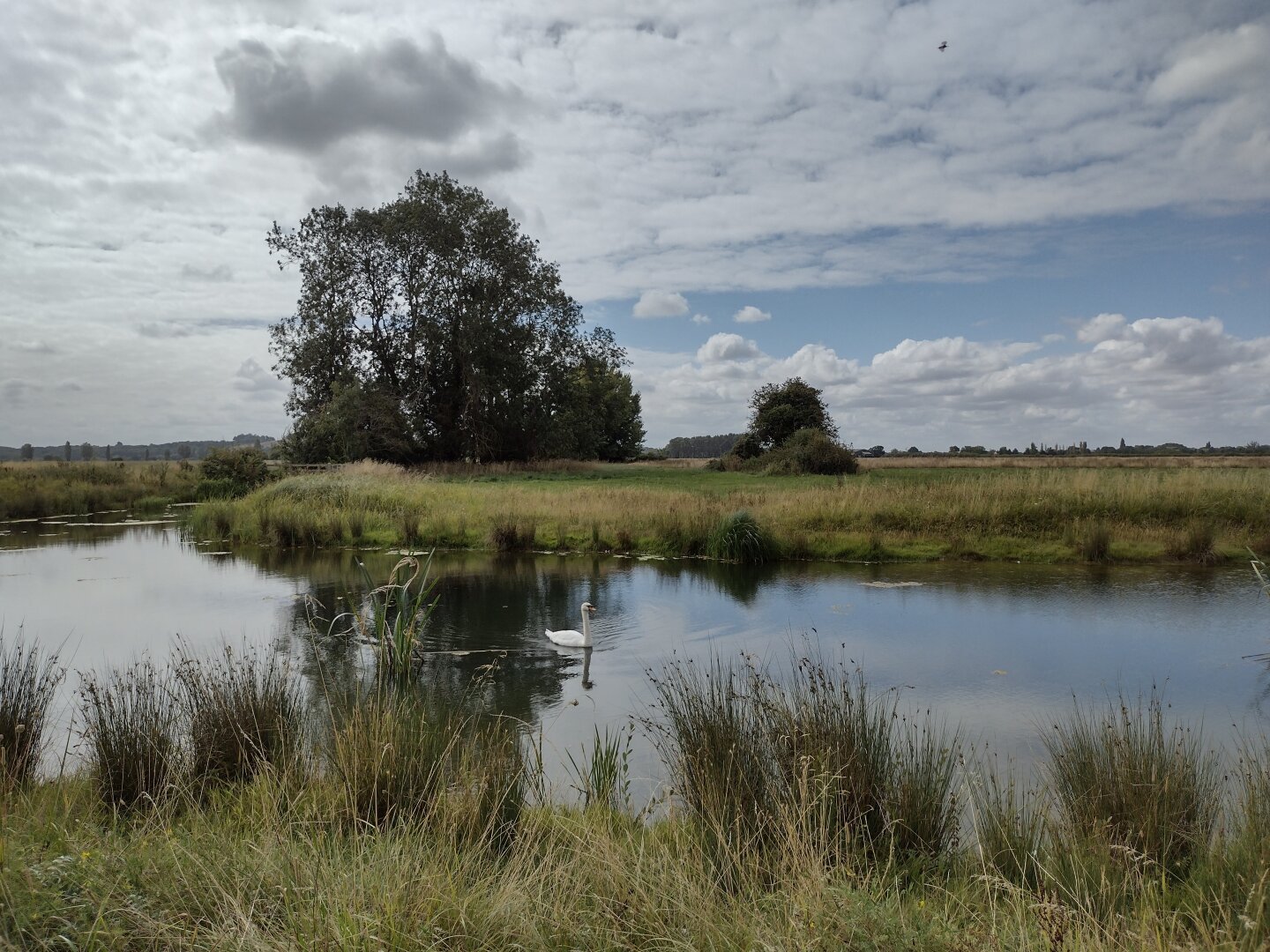 A swan in a small lake