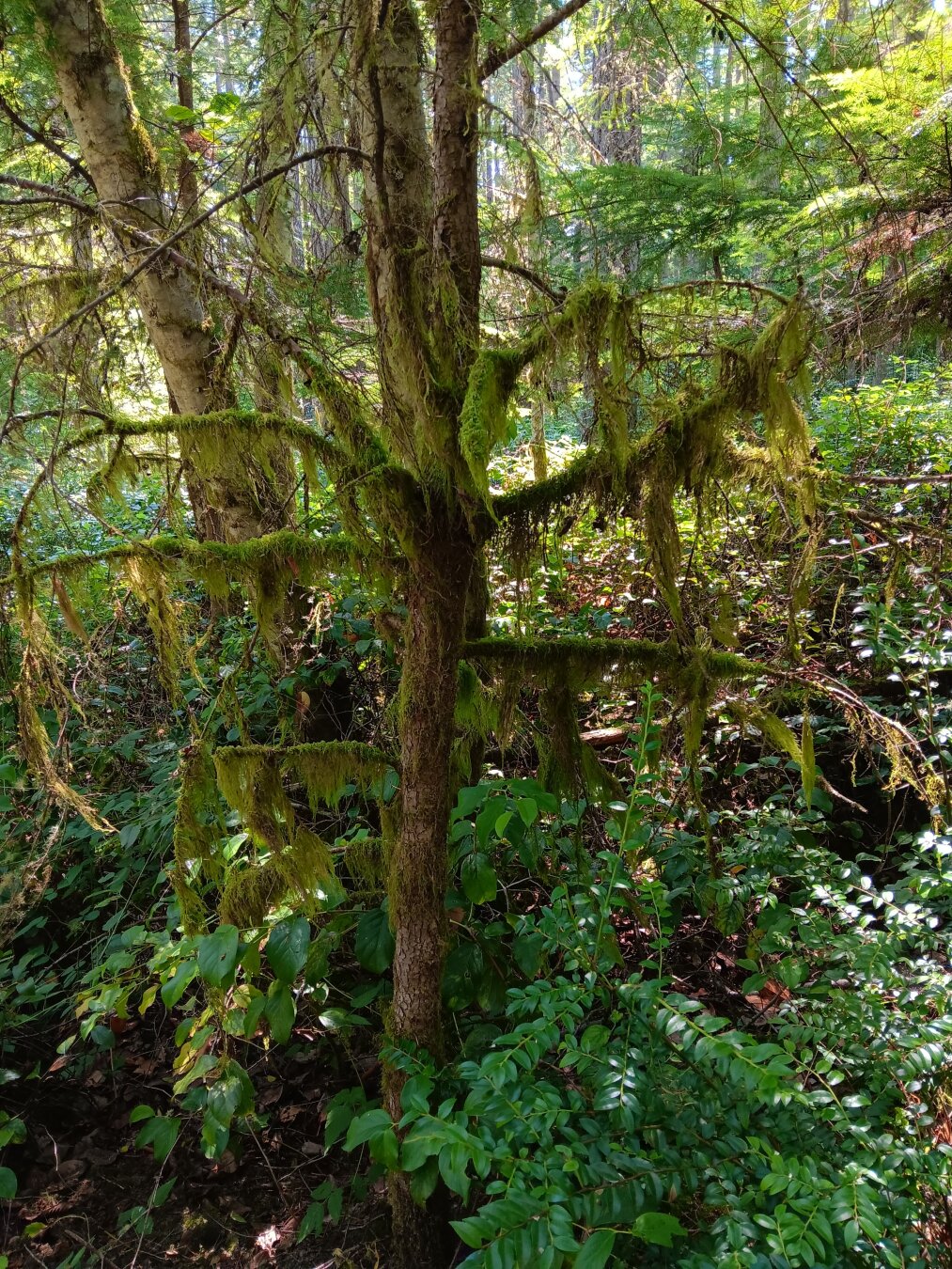 A multi-limbed tree in the woods is covered with long strands of moss, decorating like fringe.