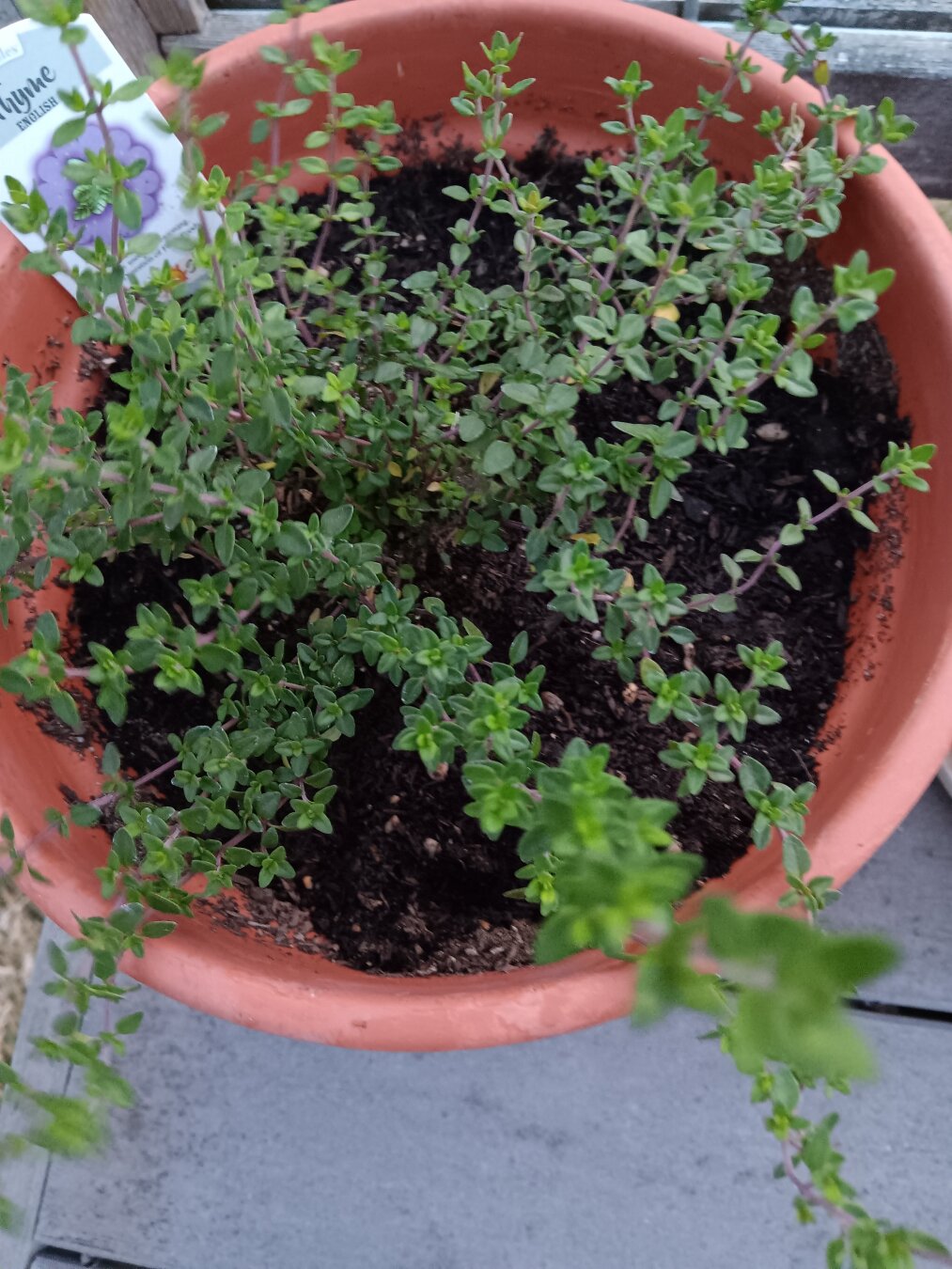 A happy green thyme plant in a terra-cotta pot.