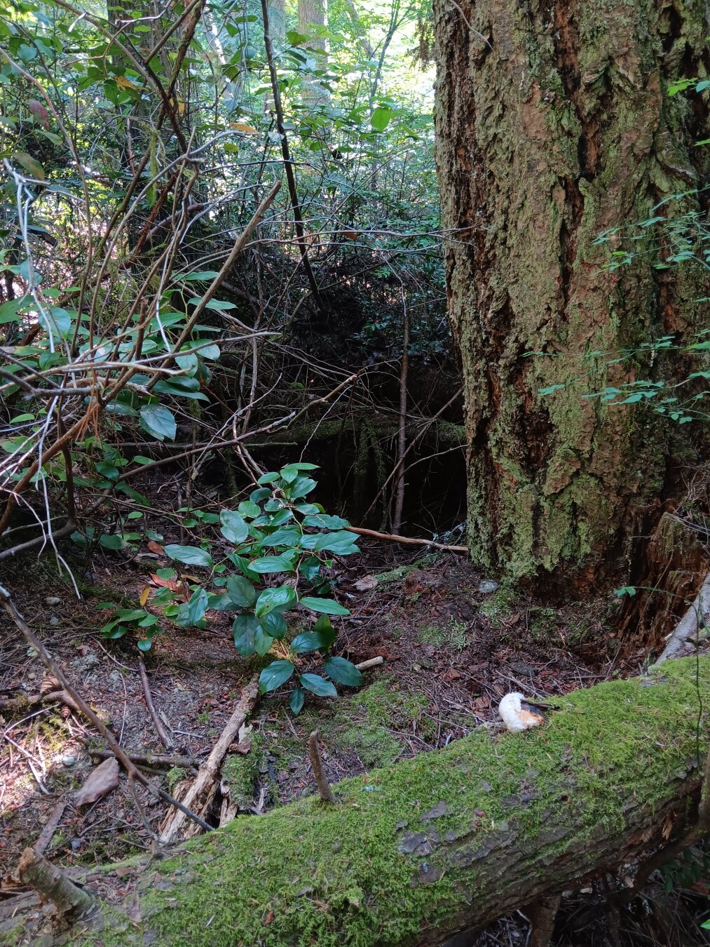 Peeking past downed trees and brush to a dark hollow, like a hidden entrance to a secret place.