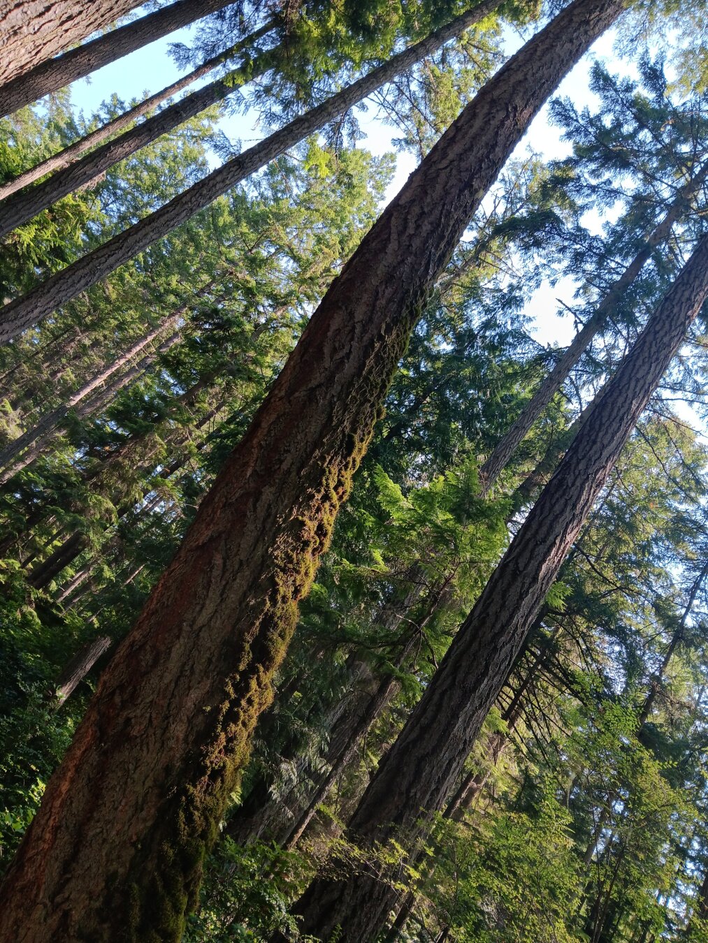 Close up of the curved trunk amidst a stand of very tall straight trees. Bits of blue sky can be seen peeking through the tops.